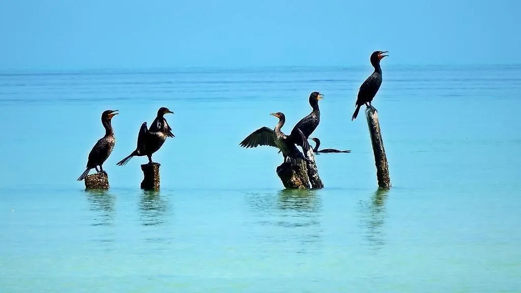 La Puerta Azul Beachfront - Adults Only Ilha Holbox Hotel
